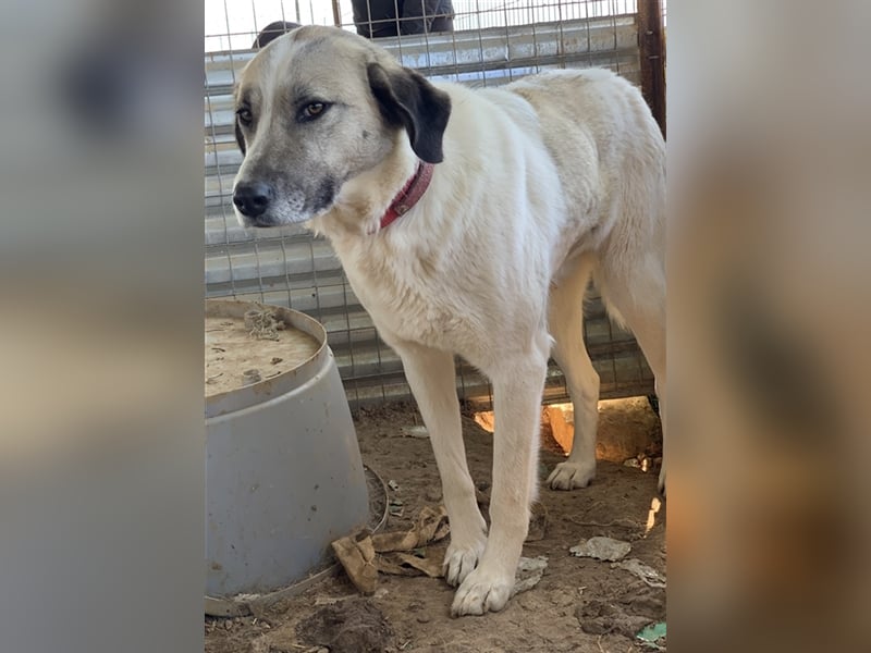 Kimberly, geb. ca. 02/2019, lebt in GRIECHENLAND, auf einem Gelände, auf dem die Hunde notdürftig ve