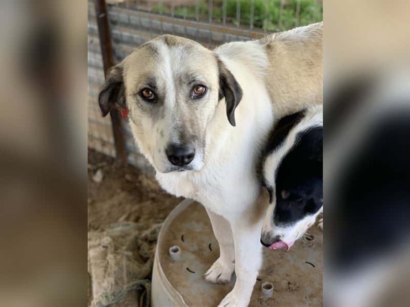 Kimberly, geb. ca. 02/2019, lebt in GRIECHENLAND, auf einem Gelände, auf dem die Hunde notdürftig ve