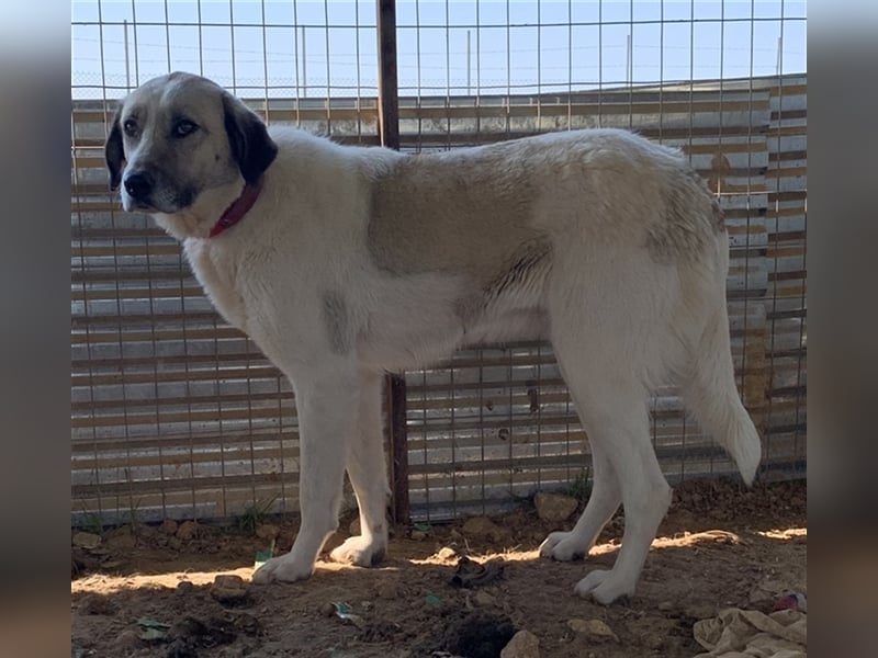 Kimberly, geb. ca. 02/2019, lebt in GRIECHENLAND, auf einem Gelände, auf dem die Hunde notdürftig ve