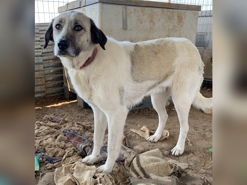 Kimberly, geb. ca. 02/2019, lebt in GRIECHENLAND, auf einem Gelände, auf dem die Hunde notdürftig ve