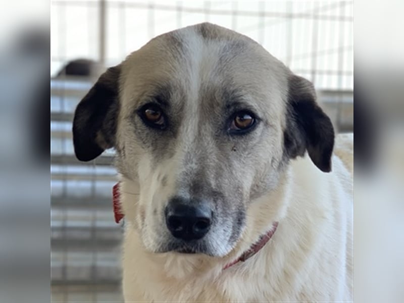 Kimberly, geb. ca. 02/2019, lebt in GRIECHENLAND, auf einem Gelände, auf dem die Hunde notdürftig ve