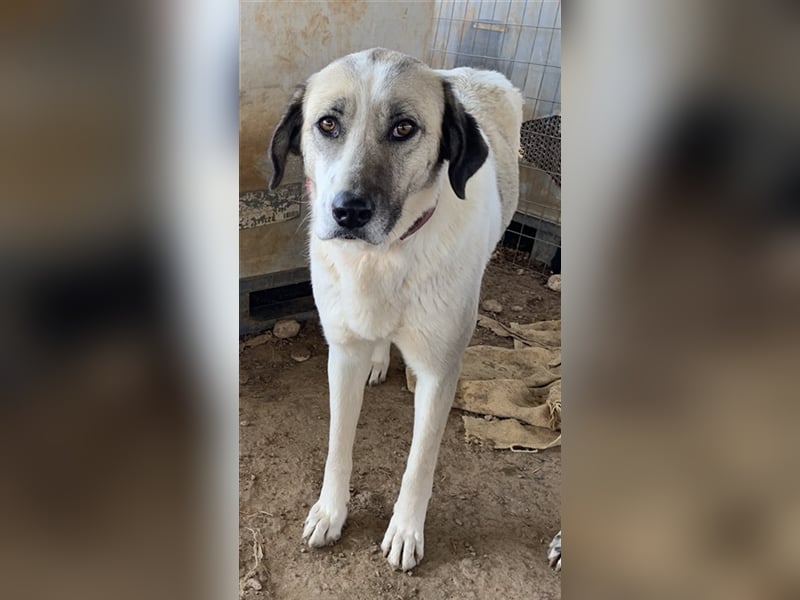 Kimberly, geb. ca. 02/2019, lebt in GRIECHENLAND, auf einem Gelände, auf dem die Hunde notdürftig ve