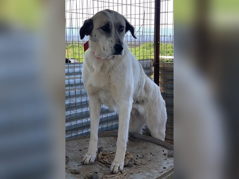 Kimberly, geb. ca. 02/2019, lebt in GRIECHENLAND, auf einem Gelände, auf dem die Hunde notdürftig ve
