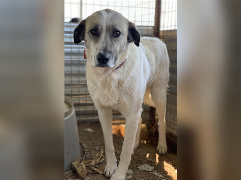 Kimberly, geb. ca. 02/2019, lebt in GRIECHENLAND, auf einem Gelände, auf dem die Hunde notdürftig ve