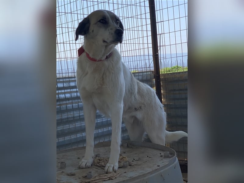 Kimberly, geb. ca. 02/2019, lebt in GRIECHENLAND, auf einem Gelände, auf dem die Hunde notdürftig ve