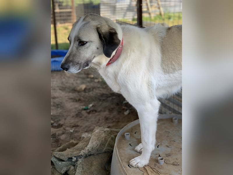 Kimberly, geb. ca. 02/2019, lebt in GRIECHENLAND, auf einem Gelände, auf dem die Hunde notdürftig ve
