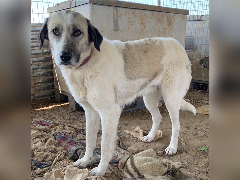 Kimberly, geb. ca. 02/2019, lebt in GRIECHENLAND, auf einem Gelände, auf dem die Hunde notdürftig ve