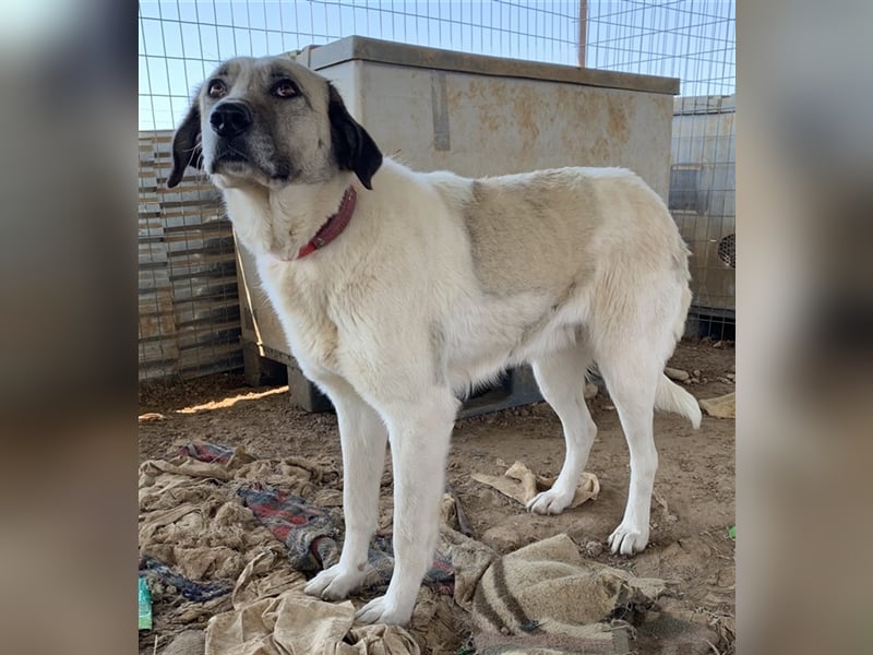 Kimberly, geb. ca. 02/2019, lebt in GRIECHENLAND, auf einem Gelände, auf dem die Hunde notdürftig ve