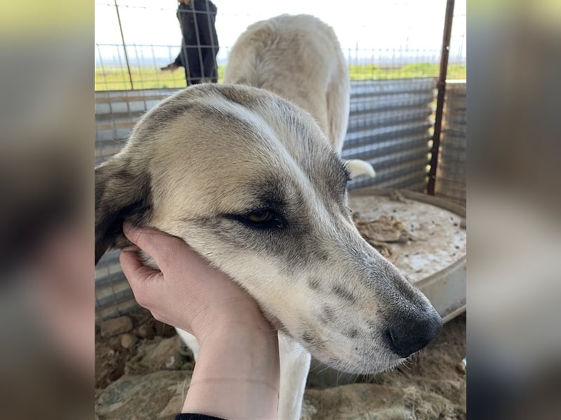 Kimberly, geb. ca. 02/2019, lebt in GRIECHENLAND, auf einem Gelände, auf dem die Hunde notdürftig ve