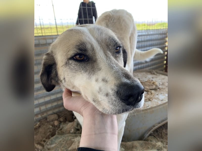 Kimberly, geb. ca. 02/2019, lebt in GRIECHENLAND, auf einem Gelände, auf dem die Hunde notdürftig ve