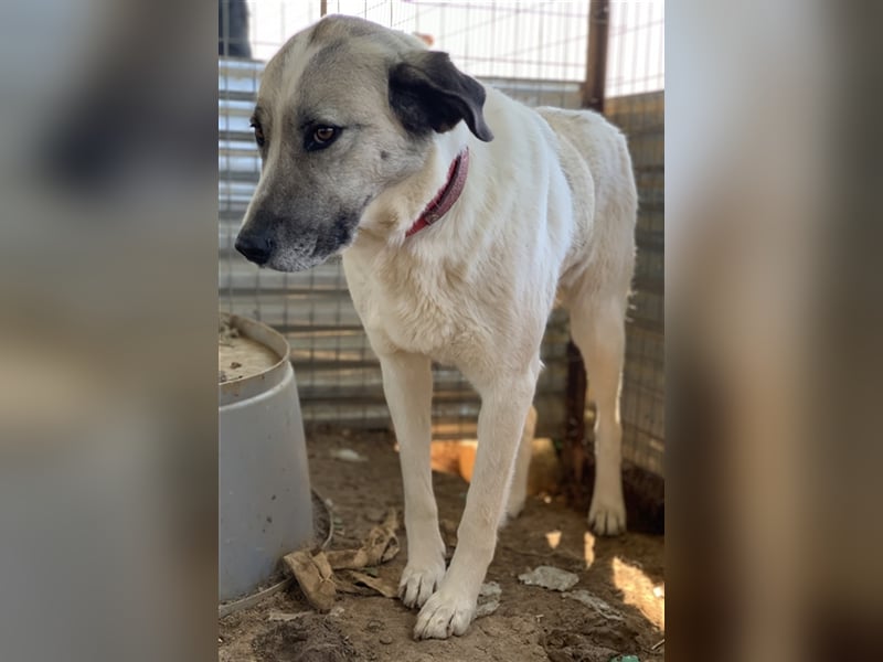 Kimberly, geb. ca. 02/2019, lebt in GRIECHENLAND, auf einem Gelände, auf dem die Hunde notdürftig ve