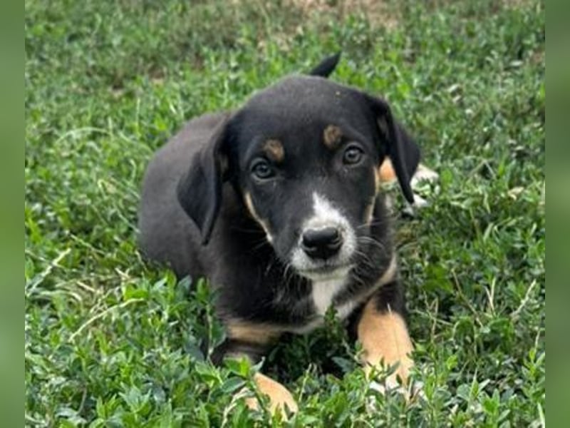 Lilly