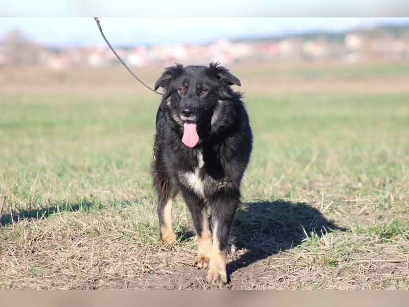 Unsere Wuschelmaus Astra