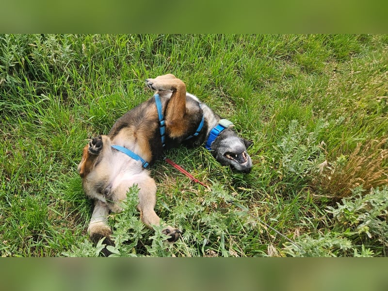 Donna – sanfte Schnüffelnase auf der Suche nach einem Happy End