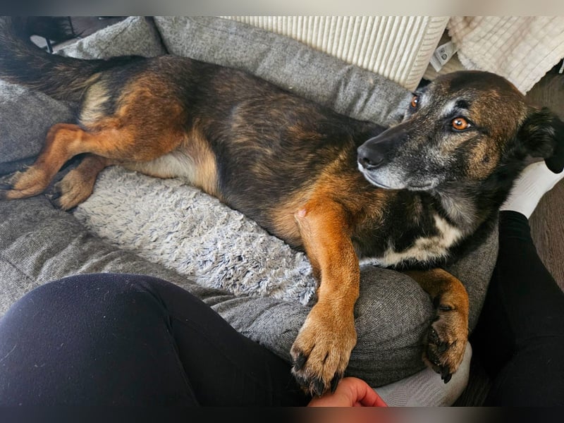 Donna – sanfte Schnüffelnase auf der Suche nach einem Happy End