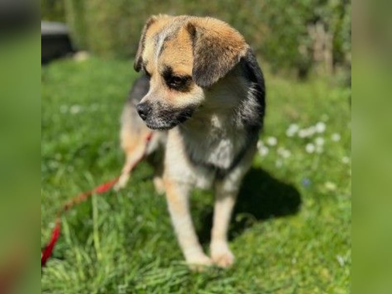 Unsere bezaubernde Polly sucht ihre Familie