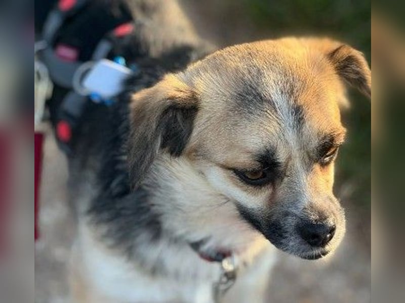 Unsere bezaubernde Polly sucht ihre Familie