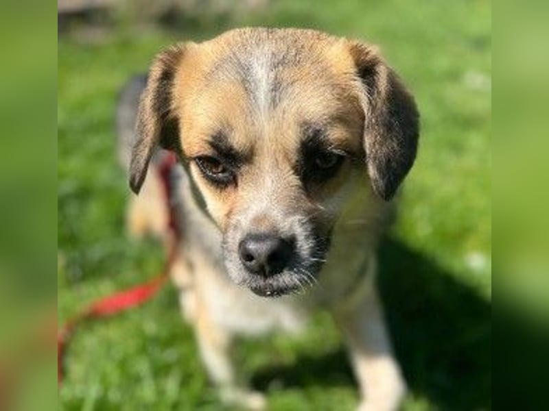 Unsere bezaubernde Polly sucht ihre Familie