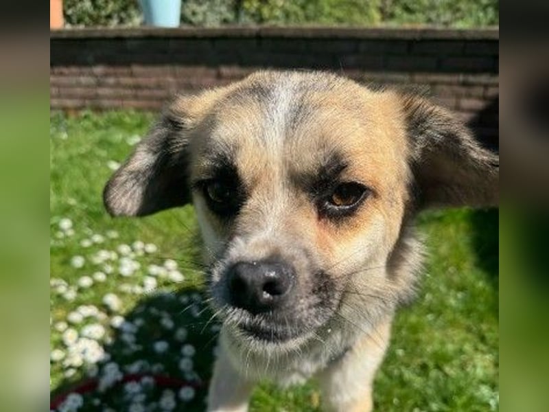 Unsere bezaubernde Polly sucht ihre Familie