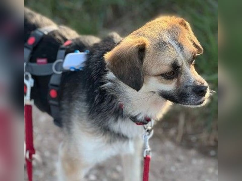 Unsere bezaubernde Polly sucht ihre Familie