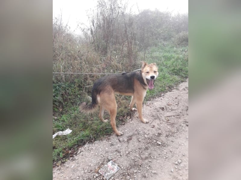 Tula