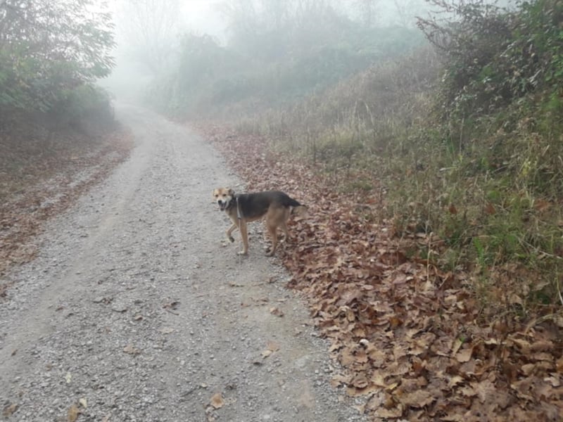 Tula