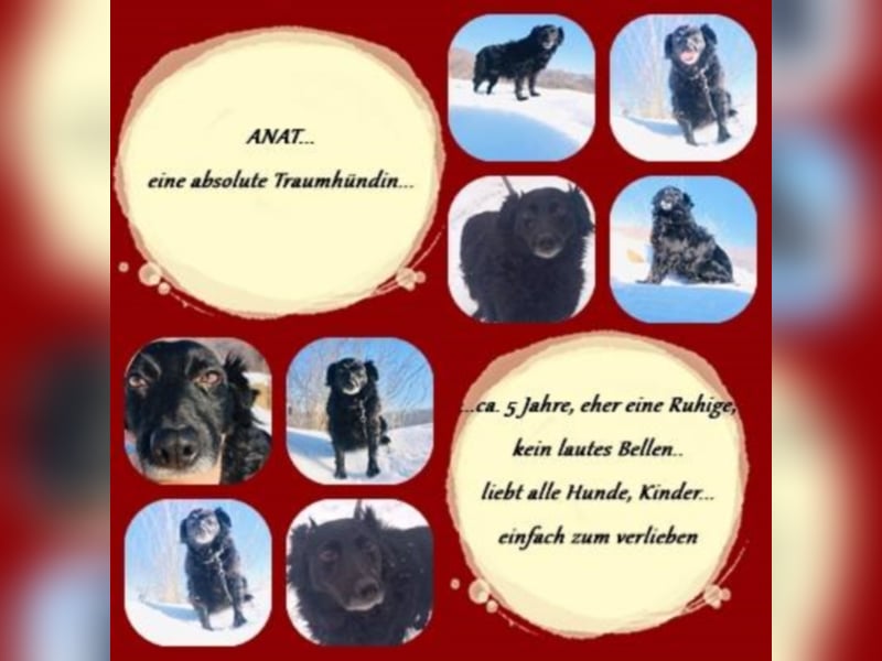 Anat