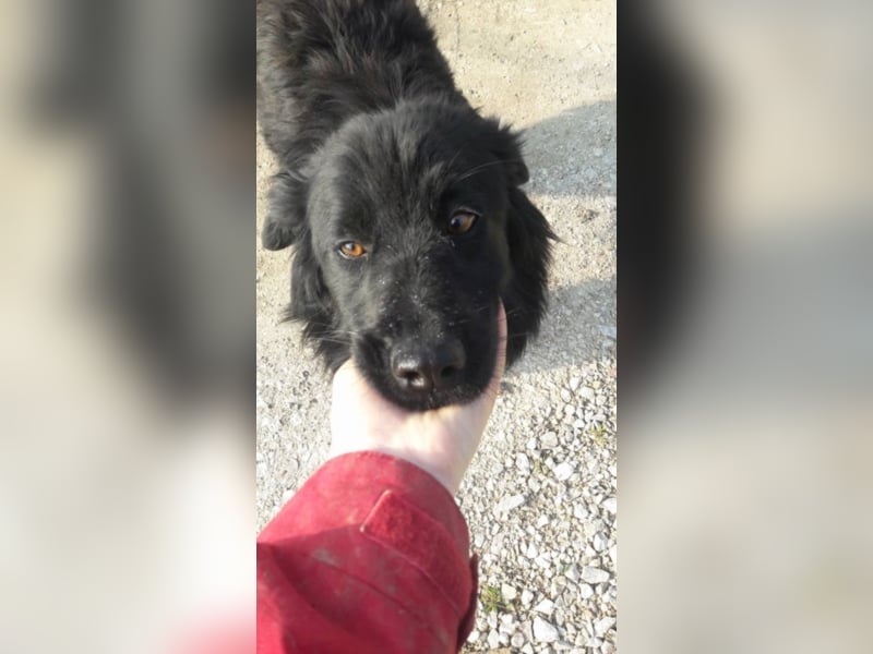 Hannah liebt andere Hunde