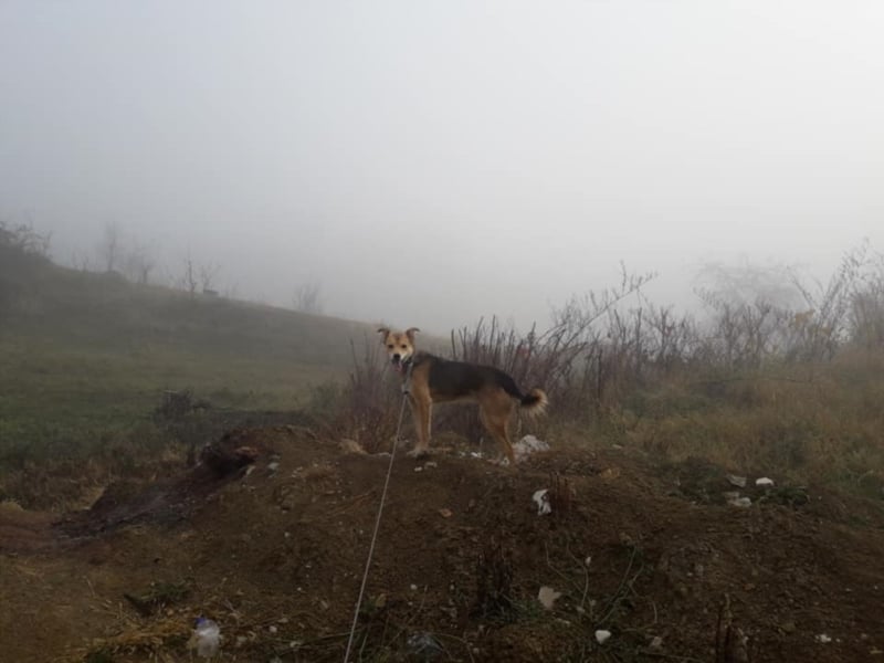 Tula