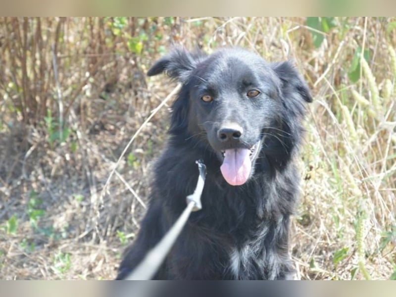 Hannah liebt andere Hunde