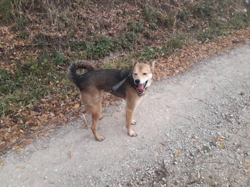 Tula