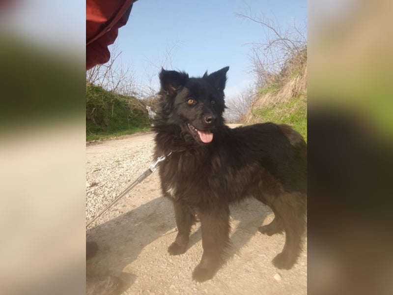 Hannah liebt andere Hunde