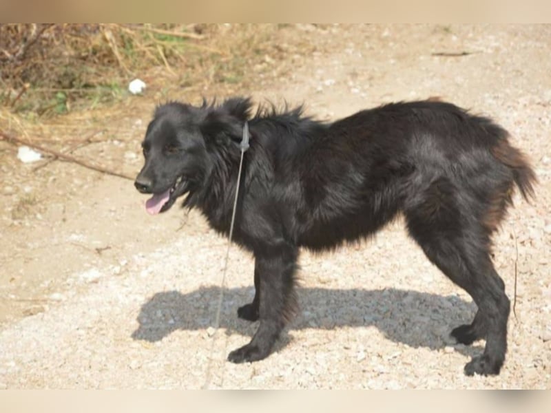 Hannah liebt andere Hunde