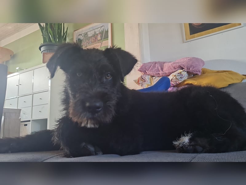 Zauberhafte Eléa sucht ihr Für-Immer-Zuhause