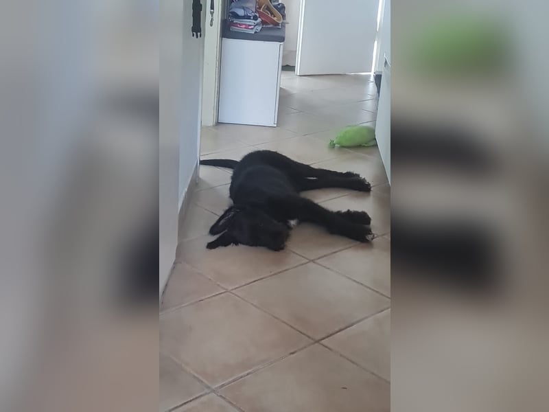 Zauberhafte Eléa sucht ihr Für-Immer-Zuhause