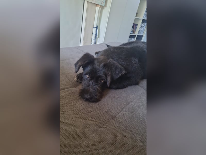 Zauberhafte Eléa sucht ihr Für-Immer-Zuhause