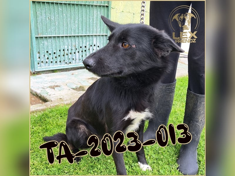 TA-2023-013 hofft auf Rettung