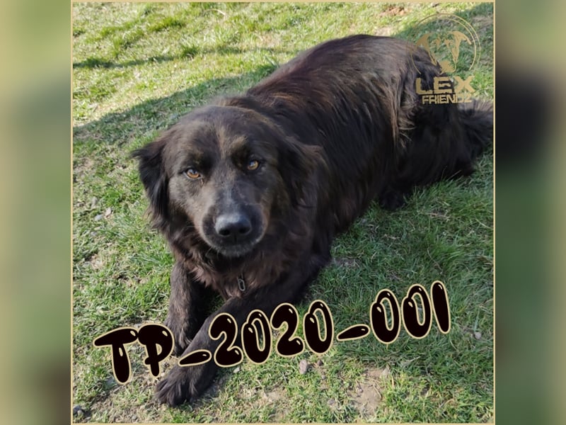 TP-2020-001 hofft auf Rettung