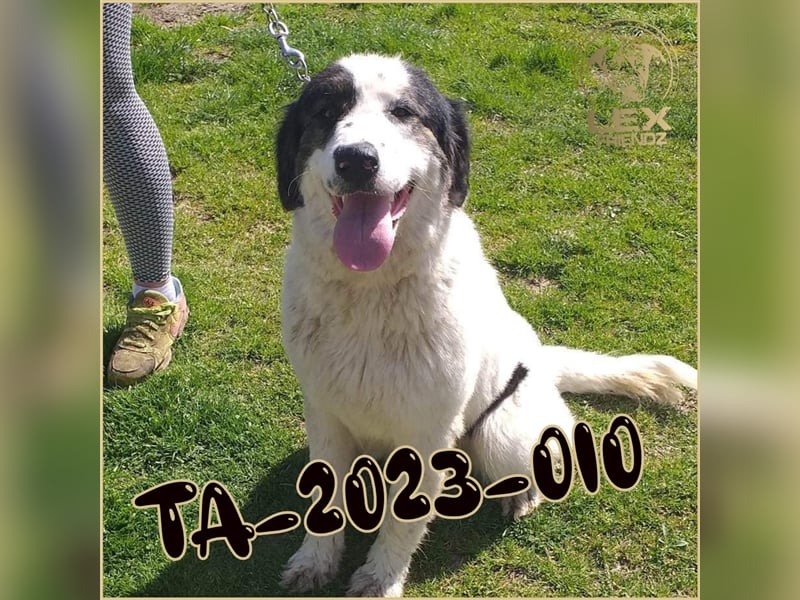 TA-2023-010 hofft auf Rettung