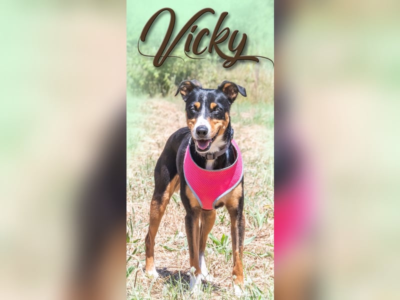 Vicky - temperamentvoll, lieb und anhänglich