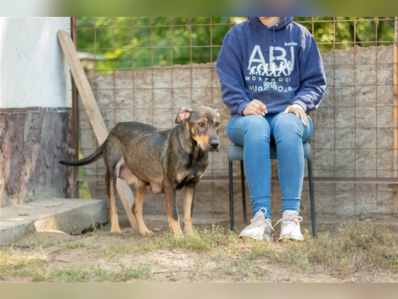 RAYA - 3 Jahre - Mischling