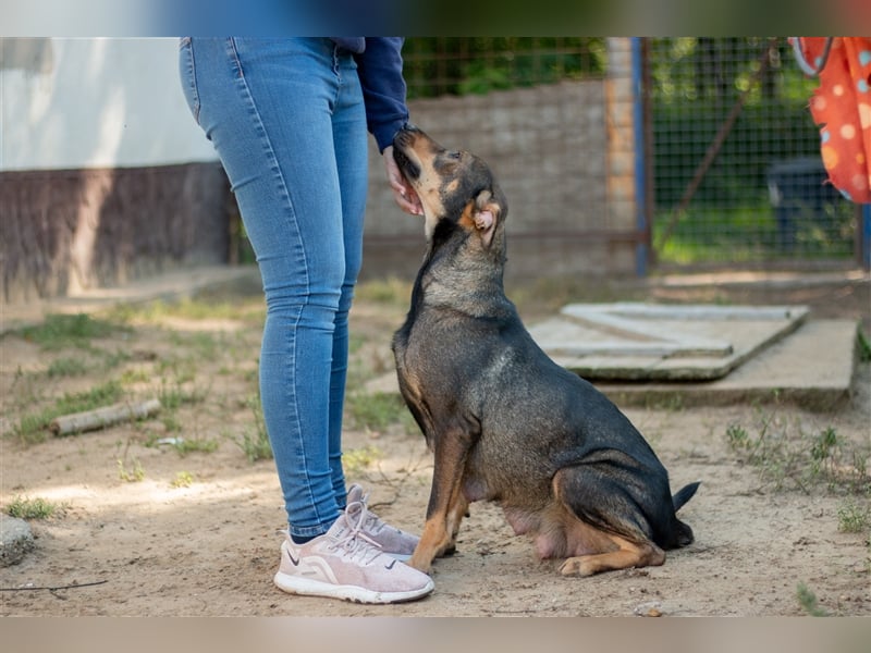 RAYA - 3 Jahre - Mischling