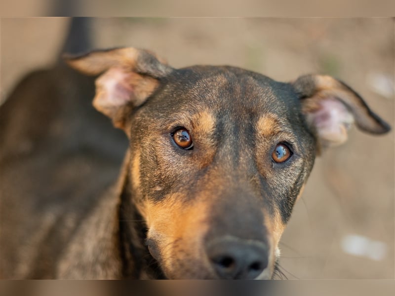 RAYA - 3 Jahre - Mischling