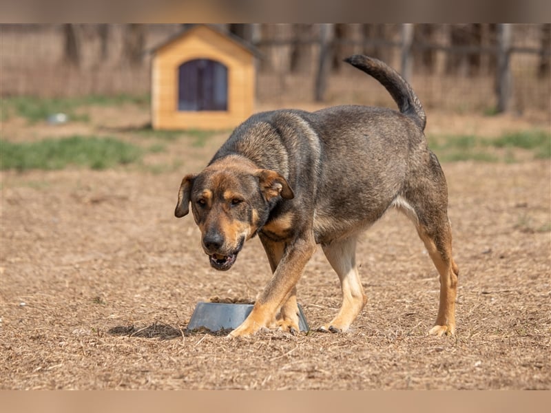 RAYA - 3 Jahre - Mischling