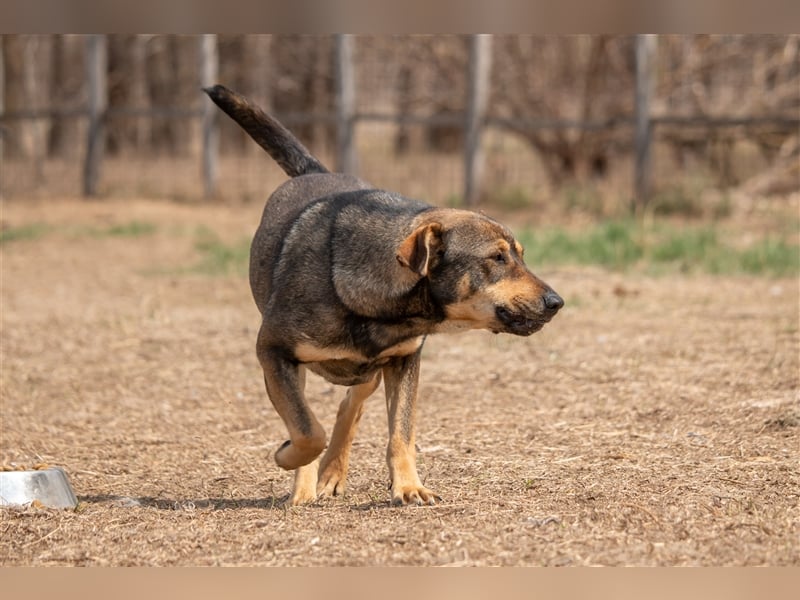 RAYA - 3 Jahre - Mischling