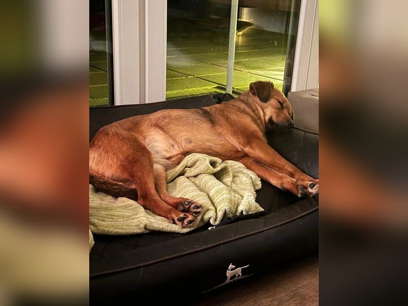 JAANA - kleine, sanfte Hündin sucht ihr Perfect Match
