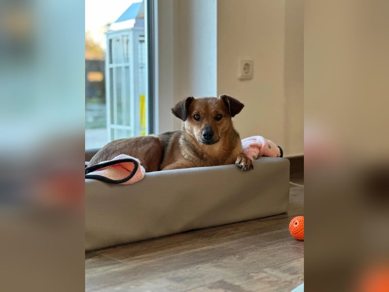 JAANA - kleine, sanfte Hündin sucht ihr Perfect Match