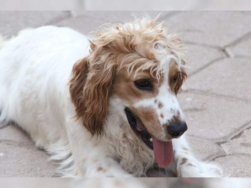 Powerpaket mit grossem Herz, Cockerspaniel Hündin Filiz