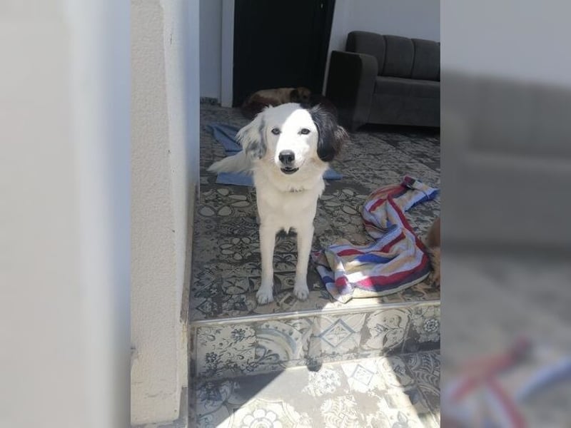 Zauberhafte, unkomplizierte junge Hündin Casper