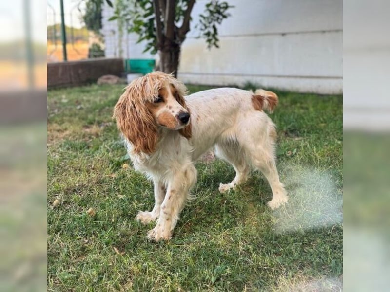 Powerpaket mit grossem Herz, Cockerspaniel Hündin Filiz